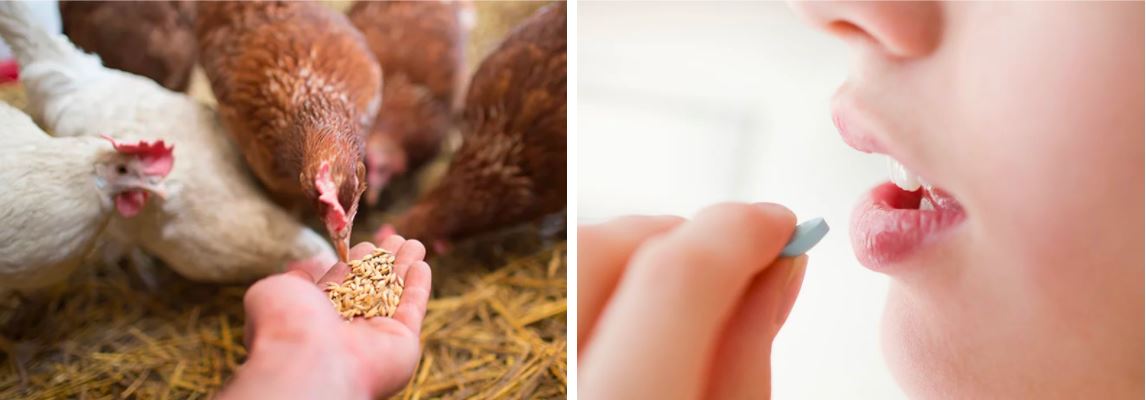 พรีไบโอติกกับลำไส้