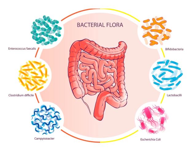 สามารถสร้างสมดุลของลำไส้ด้วย PREBIOTIC