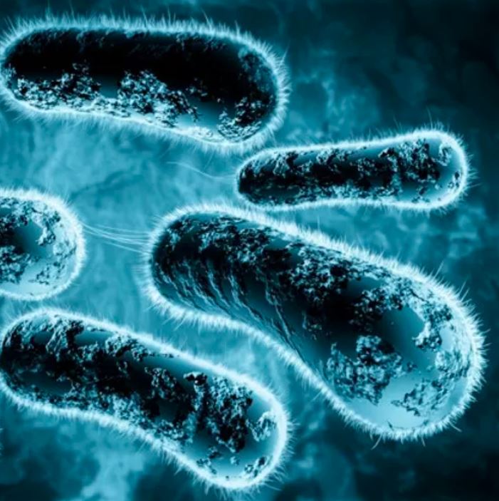 สารพิษที่ก่อให้เกิดมะเร็งลำไส้